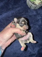 Venus , a female Miniature Schnauzer for sale in Boaz, AL – 4 of 9