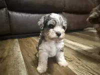 Blue Merle, a male Miniature Schnauzer for sale in Boaz, AL – 2 of 6