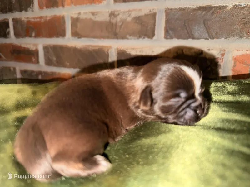 Chocolate Boy, a male Shih Tzu for sale in Boaz, AL – Photo 1 of 6