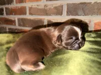 Chocolate Boy, a male Shih Tzu for sale in Boaz, AL – Photo 1 of 6