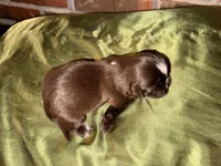 Chocolate Boy, a male Shih Tzu for sale in Boaz, AL – Photo 6 of 6