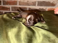 Chocolate Boy, a male Shih Tzu for sale in Boaz, AL – Photo 3 of 6