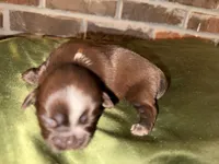 Chocolate Boy, a male Shih Tzu for sale in Boaz, AL – Photo 2 of 6