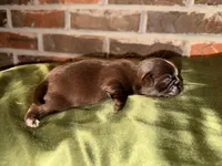 Chocolate Boy, a male Shih Tzu for sale in Boaz, AL – Photo 5 of 6