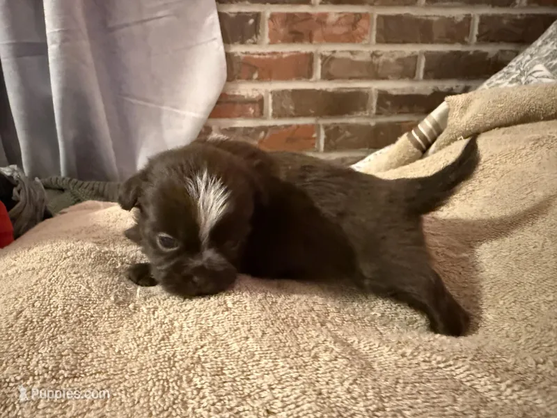 Hershey  – Shih Tzu puppy for sale in Boaz, AL