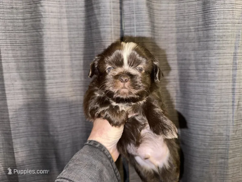 Hershey  – Shih Tzu puppy on hold in Boaz, AL