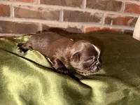 Chocolate Boy, a male Shih Tzu for sale in Boaz, AL – Photo 4 of 6