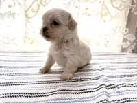 Aemond , a male Shih Tzu for sale in Boaz, AL – 2 of 6