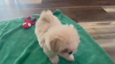 Daemond , a male Shih Tzu for sale in Boaz, AL – 3 of 3