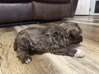 Aphrodite , a female Miniature Schnauzer for sale in Boaz, AL – 4 of 10