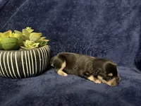 Venus , a female Miniature Schnauzer for sale in Boaz, AL – 6 of 9
