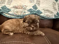 Eden(teal), a female Shih Tzu for sale in Boaz, AL – Photo 7 of 9