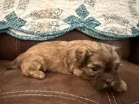 Eden(teal), a female Shih Tzu for sale in Boaz, AL – Photo 4 of 9