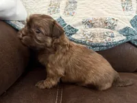 Eden(teal), a female Shih Tzu for sale in Boaz, AL – Photo 9 of 9