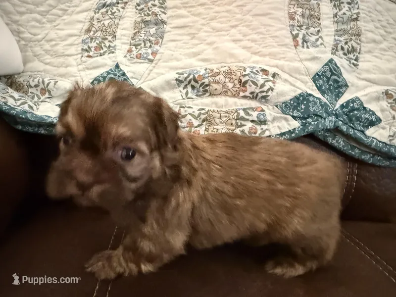 Eden(teal), a female Shih Tzu for sale in Boaz, AL – Photo 1 of 9