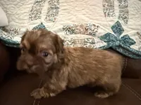 Eden(teal), a female Shih Tzu for sale in Boaz, AL – Photo 1 of 9