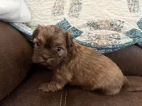 Eden(teal), a female Shih Tzu for sale in Boaz, AL – Photo 8 of 9