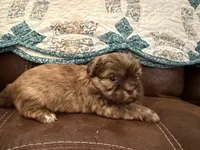 Eden(teal), a female Shih Tzu for sale in Boaz, AL – Photo 5 of 9