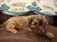 Eden(teal), a female Shih Tzu for sale in Boaz, AL – Photo 6 of 9