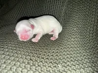 Maverick , a male Shih Tzu for sale in Boaz, AL – 1 of 8