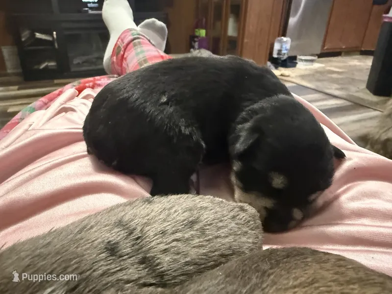 Venus  – Miniature Schnauzer puppy for sale in Boaz, AL