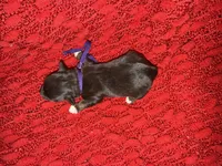 Marilyn , a female Miniature Schnauzer for sale in Boaz, AL – 5 of 8