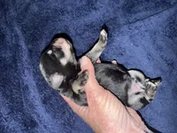 Apollo , a male Miniature Schnauzer for sale in Boaz, AL – 3 of 8