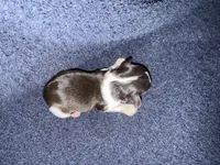 Gable , a male Miniature Schnauzer for sale in Boaz, AL – 5 of 8
