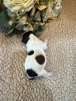 Freya (red), a female Shih Tzu for sale in Boaz, AL – Photo 3 of 7