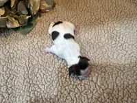 Freya (red), a female Shih Tzu for sale in Boaz, AL – Photo 7 of 7