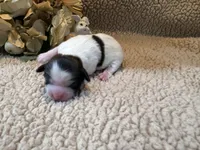 Freya (red), a female Shih Tzu for sale in Boaz, AL – Photo 4 of 7