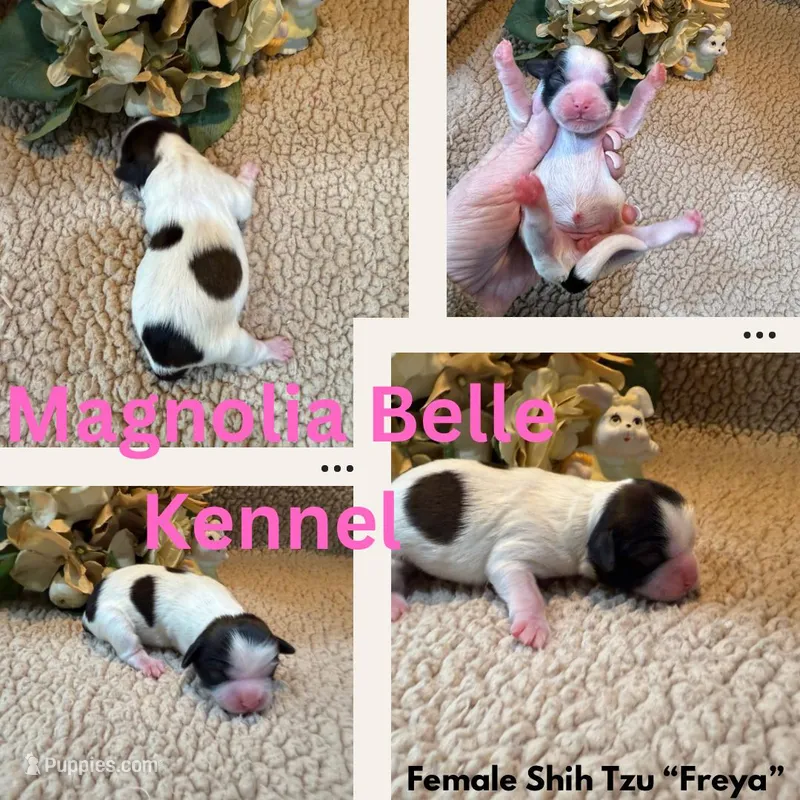 Freya (red), a female Shih Tzu for sale in Boaz, AL – Photo 1 of 7