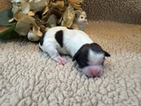 Freya (red), a female Shih Tzu for sale in Boaz, AL – Photo 2 of 7