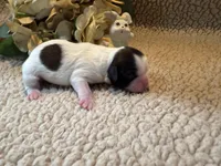 Freya (red), a female Shih Tzu for sale in Boaz, AL – Photo 5 of 7