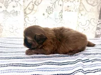 Viserys , a male Shih Tzu for sale in Boaz, AL – 7 of 8