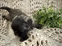 Aurora, a female Shih Tzu for sale in Boaz, AL – Photo 5 of 7