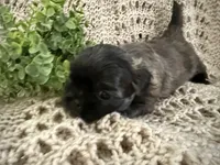 Aurora, a female Shih Tzu for sale in Boaz, AL – Photo 3 of 7