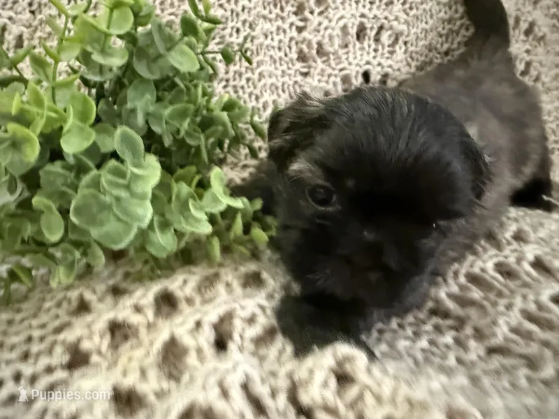 Aurora, a female Shih Tzu for sale in Boaz, AL – Photo 1 of 7