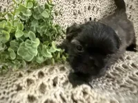 Aurora, a female Shih Tzu for sale in Boaz, AL – Photo 1 of 7