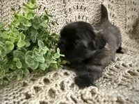 Aurora, a female Shih Tzu for sale in Boaz, AL – Photo 4 of 7