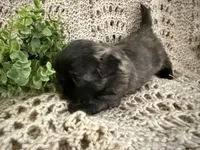 Aurora, a female Shih Tzu for sale in Boaz, AL – Photo 7 of 7