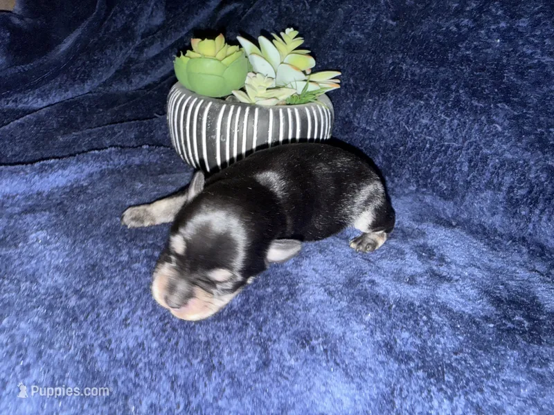 Apollo  – Miniature Schnauzer puppy for sale in Boaz, AL