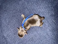 Dean , a male Miniature Schnauzer for sale in Boaz, AL – 4 of 7
