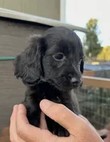 Zoro , a male Miniature Dachshund for sale in Boaz, AL – 2 of 3