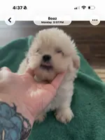 Aemond , a male Shih Tzu for sale in Boaz, AL – 4 of 4