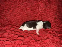 Audrey , a female Miniature Schnauzer for sale in Boaz, AL – 6 of 8