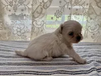 Aemond , a male Shih Tzu for sale in Boaz, AL – 3 of 6