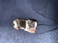 Gable , a male Miniature Schnauzer for sale in Boaz, AL – 6 of 8