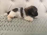 Olive , a female Shorkie for sale in Boaz, AL – 7 of 7