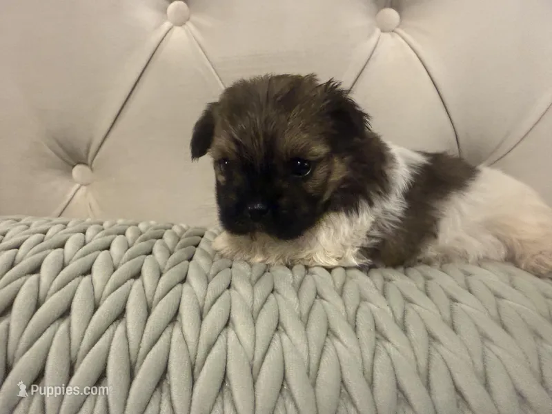 Olive  – Shorkie puppy for sale in Boaz, AL